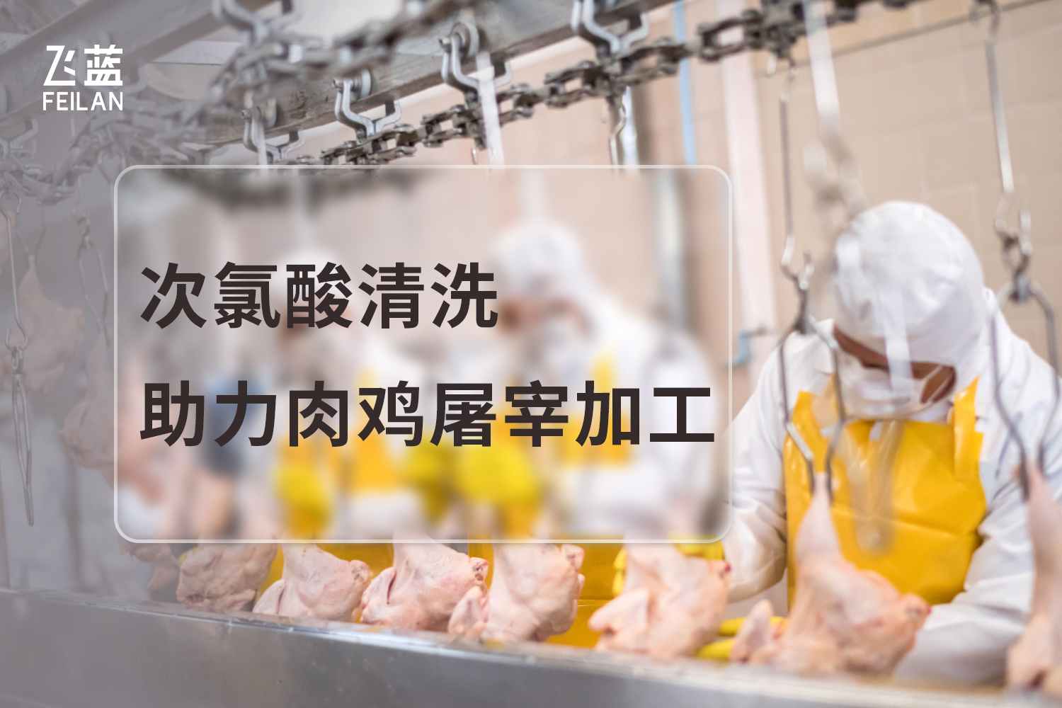 次氯酸清洗助力肉雞屠宰加工